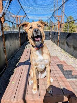 Rescue German Shepherd Dog and Anatolian Shepherd Dogs for Adoption in Frisco, Colorado - ACE | PetCurious