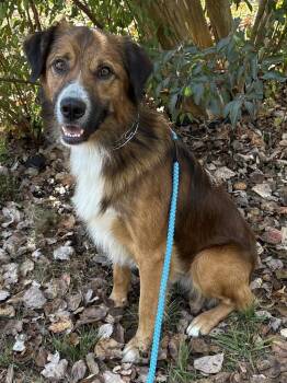 Remy -  Australian Shepherd and English Shepherd Dog for Adoption in Pulaski, Tennessee - Remy | PetCurious