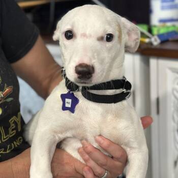 Pez -  Mixed Breed Dog for Adoption in San Francisco, California - Pez | PetCurious