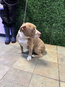 61779587 -  Pit Bull Terrier and Mixed Breed Dog for Adoption in El Paso, Texas - 61779587 | PetCurious