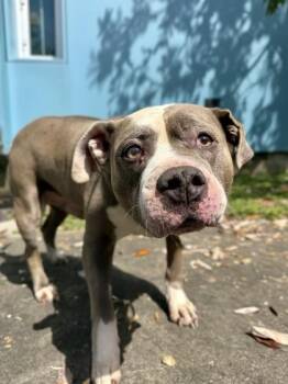 Pit Bull Terrier and Mixed Breed Dogs Available for Adoption in New Orleans, Louisiana - Bogard | PetCurious