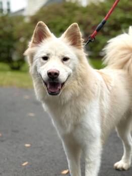 CASPER -  Samoyed Dog for Adoption in Johns Creek, Georgia - CASPER | PetCurious