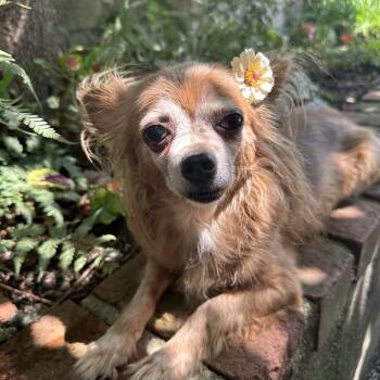 Asia -  Chihuahua Dog for Adoption in New Rochelle, New York - Asia | PetCurious