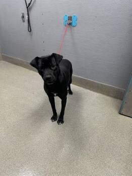 Rescue Pit Bull Terrier Dogs for Adoption in Las Vegas, Nevada - MIDNIGHT | PetCurious