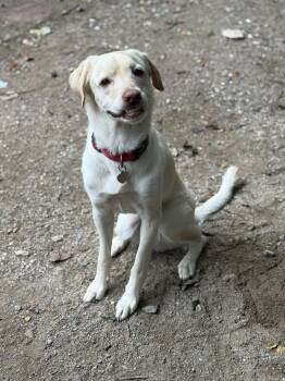 Rescue Yellow Labrador Retriever Dogs for Adoption in Richmond, Virginia - Biscuit | PetCurious