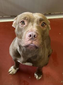 Gabby -  Pit Bull Terrier Dog for Adoption in Mason City, Iowa - Gabby | PetCurious