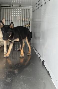 German Shepherd Dog Dogs Available for Adoption in Stockton, California - BERNADETTE | PetCurious