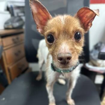 Terrier Dogs Available for Adoption - Zero | PetCurious