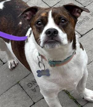Boston Terrier Dogs Available for Adoption in Elizabethton, Tennessee - CHRISTIAN | PetCurious