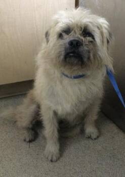 Shih Tzu and Mixed Breed Dogs Available for Adoption in Riverside, California - BALOO | PetCurious