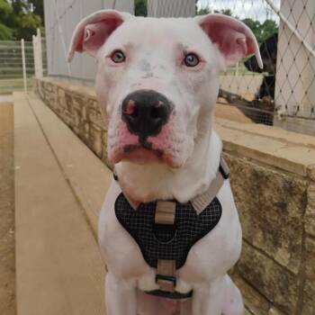 Krypto -  Mixed Breed Dog for Adoption in Bentonville, Arkansas - Krypto | PetCurious