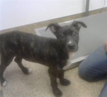Pit Bull Terrier and Mixed Breed Dogs Available for Adoption in Albuquerque, New Mexico - JILL | PetCurious