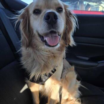 Mixed Breed Dogs Available for Adoption - Hugo Boss | PetCurious