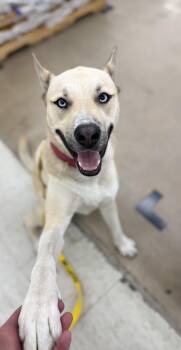 Raye -  Husky and German Shepherd Dog Dog for Adoption in Oswego, Illinois - Raye | PetCurious