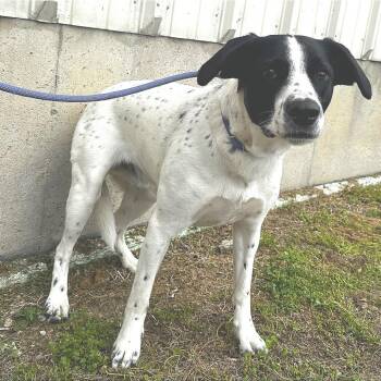 Mixed Breed Dogs Available for Adoption in Warrensburg, Missouri - Shawn | PetCurious