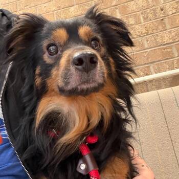 Torres -  Chihuahua Dog for Adoption in Oklahoma City, Oklahoma - Torres | PetCurious