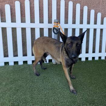 MISSY -  Belgian Shepherd Malinois Dog for Adoption in Modesto, California - MISSY | PetCurious