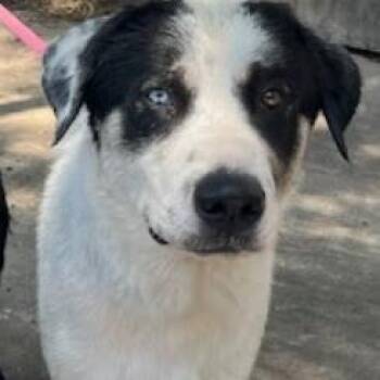 Mixed Breed Dogs Available for Adoption in Austin, Texas - Polo | PetCurious