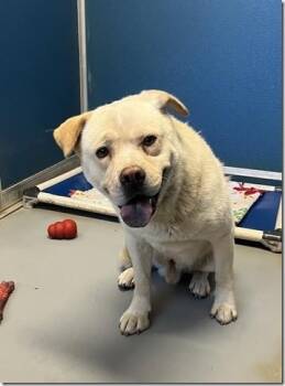Labrador Retriever Dogs Available for Adoption in Charlottesville, Virginia - Manny Young Shy Boy Loves Cats And Dogs | PetCurious