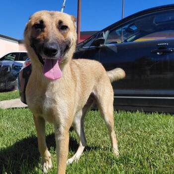 Rescue Shepherd Dogs for Adoption in Santa Ana, California - Nirvana | PetCurious