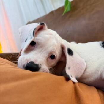 Stella Strudel -  Basset Hound Dog for Adoption in Friendswood, Texas - Stella Strudel | PetCurious