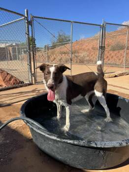 Rescue Border Collie Dogs for Adoption in Ivins, Utah - Whiskey | PetCurious