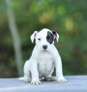 Checkers -  American Bulldog and American Bully Dog for Adoption in Lucedale, Mississippi - Checkers | PetCurious