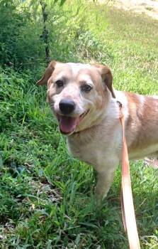 COPPER -  Mixed Breed Dog for Adoption in Pegram, Tennessee - COPPER | PetCurious
