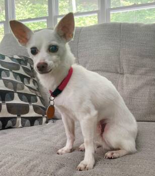 PACINO PEPE-ONLY 5 LBS! -  Chihuahua Dog for Adoption in Franklin, Tennessee - PACINO PEPE-ONLY 5 LBS! | PetCurious