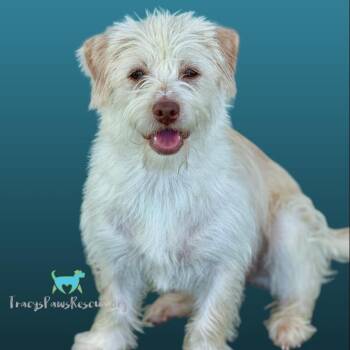 Rescue Border Terrier Dogs for Adoption in Hondo, Texas - Juno - Loves The Water! | PetCurious