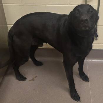 Labrador Retriever Dogs Available for Adoption in Norman, Oklahoma - Marlow | PetCurious