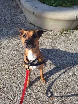 Prince -  Mixed Breed Dog for Adoption in Montreal, Quebec - Prince | PetCurious