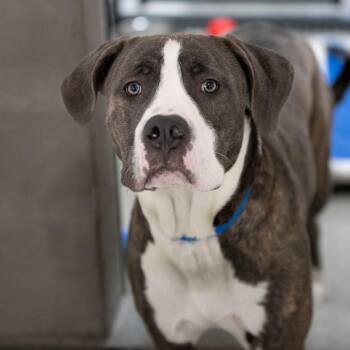 Loki (AG26-245) -  Mastiff and Labrador Retriever Dog for Adoption in Peyton, Colorado - Loki (AG26-245) | PetCurious