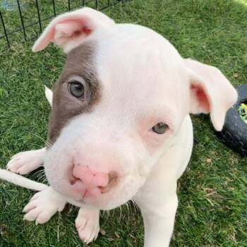 Dugan -  Pit Bull Terrier and Mixed Breed Dog for Adoption in Normal, Illinois - Dugan | PetCurious