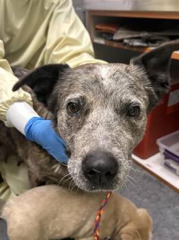Australian Cattle Dog Blue Heeler Dogs Available for Adoption in Kent, Washington - MOON | PetCurious