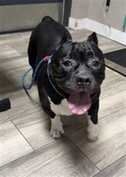FELICIA -  Pit Bull Terrier and Mixed Breed Dog for Adoption in Redlands, California - FELICIA | PetCurious