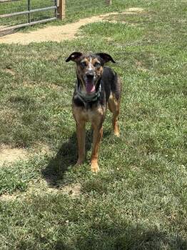 Summer -  German Shepherd Dog and Husky Dog for Adoption in South Charleston, Ohio - Summer | PetCurious