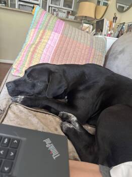 Rex -  Labrador Retriever and Staffordshire Bull Terrier Dog for Adoption in Holly Springs, North Carolina - Rex | PetCurious