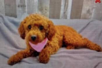 Sadie -  Poodle Dog for Adoption in Washington, District Of Columbia - Sadie | PetCurious