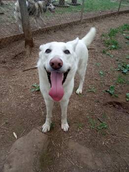 Rescue German Shepherd Dog and Husky Dogs for Adoption in Addison, Ontario - Blanche And Tash | PetCurious