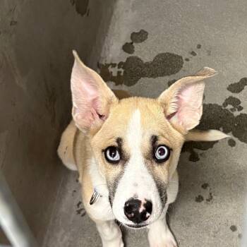 Rescue Mixed Breed Dogs for Adoption in Los Angeles, California - Rocky Road A2239063 | PetCurious