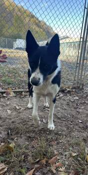 Rescue Australian Cattle Dog Blue Heeler and Border Collie Dogs for Adoption in Hinton, West Virginia - James (5yo, 50lbs) | PetCurious