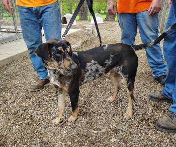 Bandito -  Catahoula Leopard Dog Dog Available for Adoption in Rockwell City, Iowa - Bandito | PetCurious