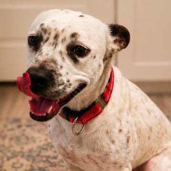 Willow MC -  Cattle Dog and Mixed Breed Dog for Adoption in Austin, Texas - Willow MC | PetCurious