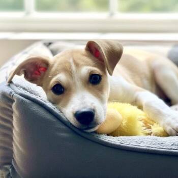 Skiff -  Jack Russell Terrier Dog for Adoption in Austin, Texas - Skiff | PetCurious