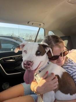 Saphira -  Pit Bull Terrier and Mixed Breed Dog for Adoption in Kansas City, Missouri - Saphira | PetCurious