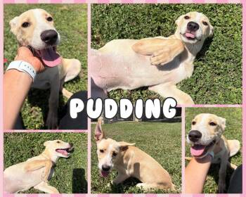 Pudding -  Yellow Labrador Retriever Dog for Adoption in Universal City, Texas - Pudding | PetCurious