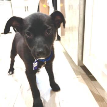 Annie -  Mixed Breed Dog for Adoption in San Francisco, California - Annie | PetCurious
