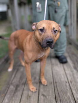 Rescue Pit Bull Terrier Dogs for Adoption in Chesterfield, Virginia - Charmander | PetCurious