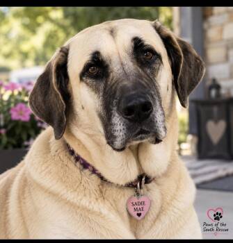 Sadie Mae -  Anatolian Shepherd Dog for Adoption in Cumming, Georgia - Sadie Mae | PetCurious